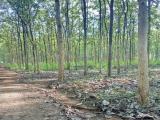 Valuable Teak Land for Sale in Dambulla, Matale District.