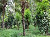 Valuable 10-Acre Land for Sale in Galaha, Kandy.