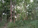Valuable land for sale in Madampella