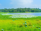 මාදම්පේ අක්කර තුනක කුඹුරු යායක් විකිණීමට( බාලසූරිය මහතාගේ කුඹුරු අක්කර තුන)